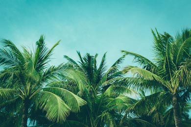 Кокосовые пальмы на фоне синего чистого неба