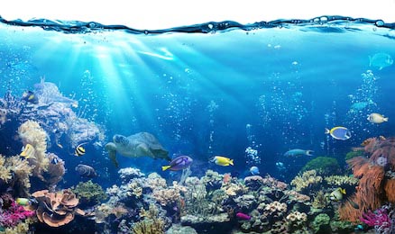 Подводный вид с рифами и тропическими рыбами