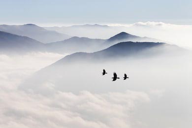 Силуэты гор и летящие над горами в тумане птицы