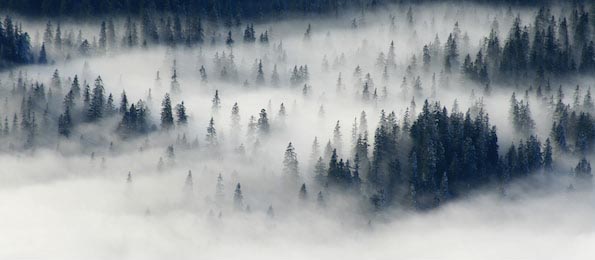 Лесная гора с хвойными елками в туманной дымке