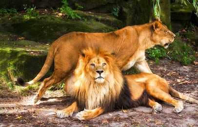 Лев с львицей в диком лесу
