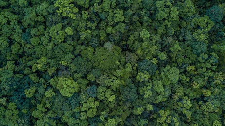 Воздушный вид сверху на зеленый пушистый лес