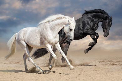 Черно-белые лошади бегут в пустыне 