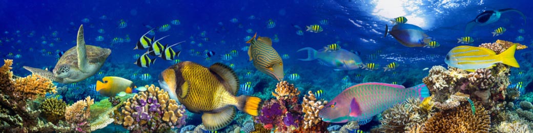 Пейзаж кораллового рифа в океане с красочными рыбами