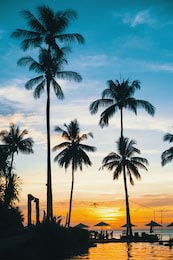 Пляж в тропиках и силуэт пальм на закате