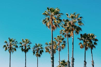 Пальмы на пляже Санта-Моника на фоне голубого неба