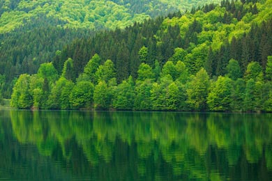 Зеленый лес у озера в отражение в водной красоте