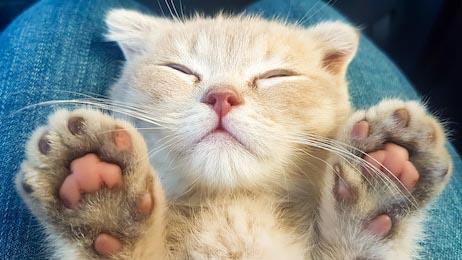 Спящий кот на руках с лапками 