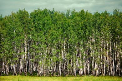 Березовая роща и луговой лес