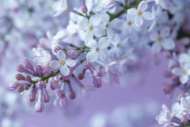 Переплетающиеся белые и фиолетовые цветы сирени