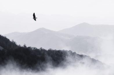 Птица пролетает над туманными холмами