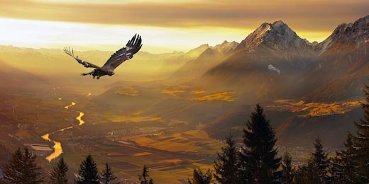 Орел летящий над полями и горами 