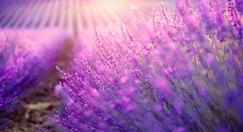 Цветущие фиолетовые ароматные цветы лаванды