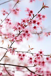 Молодые веточки с цветами сакуры на фоне неба