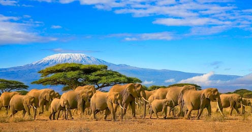 Стадо африканских слонов в Танзании