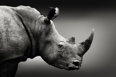 Черно-белый, монохромный портрет носорога