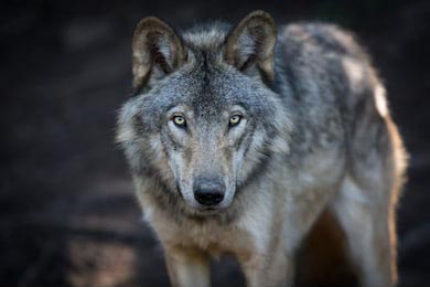 Портрет серого волка крупным планом в канадском лесу