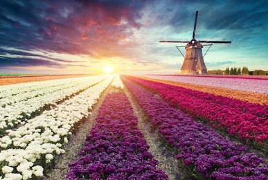 Пейзажи типичной ветряной мельницы с тюльпанами