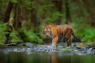 Амурский тигр гуляет по зеленому лесному ручью