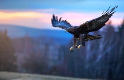 Орел приземляется на лугу на фоне вечернего неба