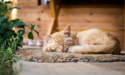 Рыжий кот лежит на коврике на крыльце дома.