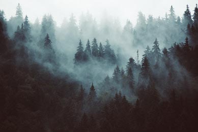 Высокие зеленые ели на склоне горы с легким туманом