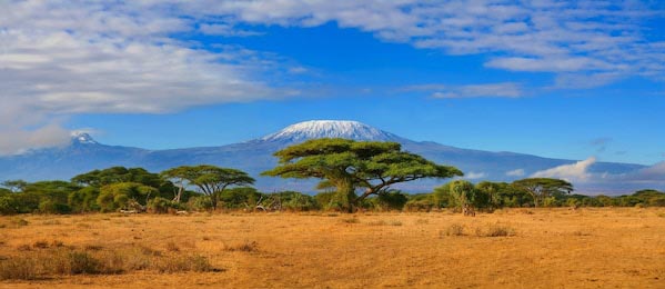 Сафари в Африке на фоне горы Килиманджаро 