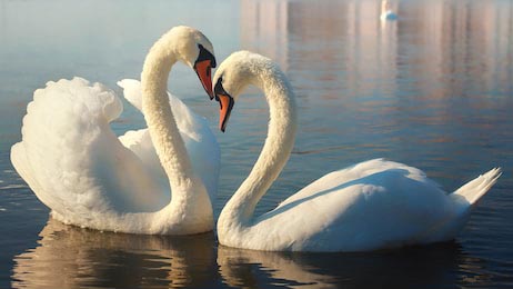 Два белых влюбленных лебедя на озере