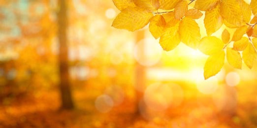 Осенние листья на солнце с размытым фоном
