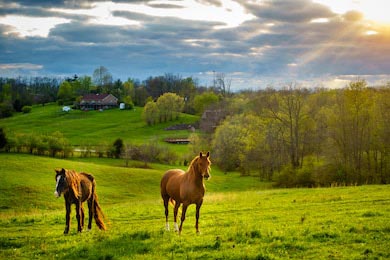 Каштановые лошади на ферме в Кентукки на закате