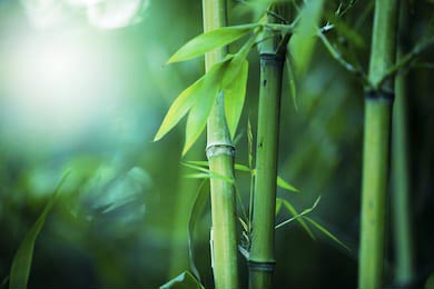 Бамбук с молодыми зелеными листьями