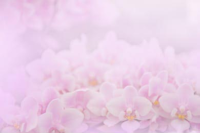 Розовые орхидеи на размытом фиолетовом фоне