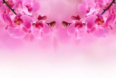 Красивые ветки орхидей по бокам на розовом фоне