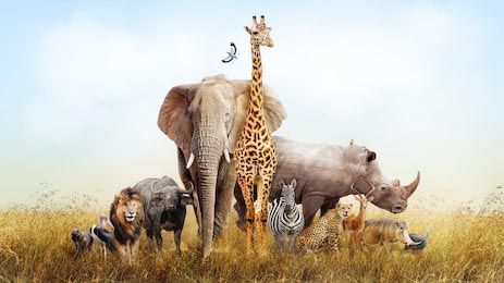 Сафари животные стоящие вместе на лугах в Кении