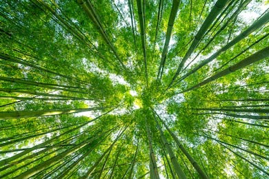 Бамбуковый лес вид с низу в верх