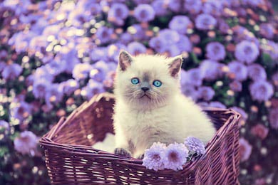 Котенок в корзине в саду возле цветов ромашки