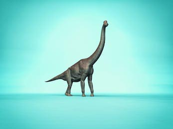  Элегантный бранхиозавр на простом синем фоне