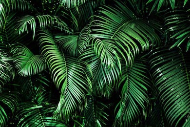 Тропические изумрудные пальмовые листья