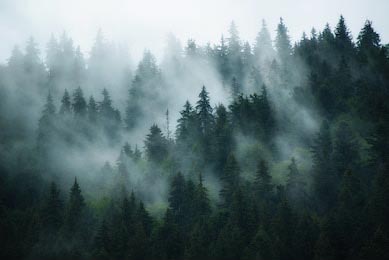 Густая туманная дымка окутывает хвойный лес