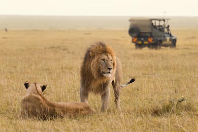 Африканская пара львов и сафари джип в Кении