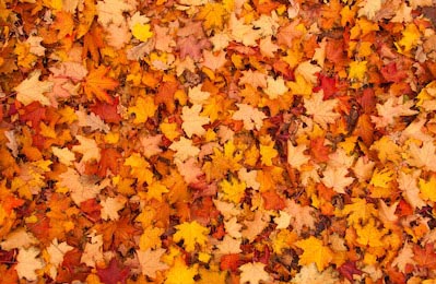 Красочное изображение опавших осенних листьев