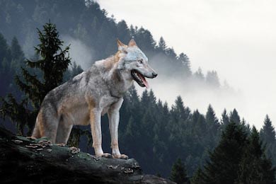 Серый волк сидящий на бревне в лесу