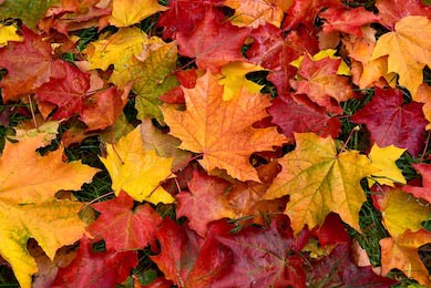 Красно-желтые кленовые листья лежат на траве в парке