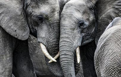 Два слона рядом друг с другом в черно белом стиле