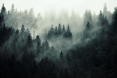 Еловый лес на склоне горы в туманной дымке