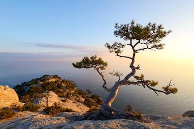 Дерево на краю обрыва на фоне Черного моря на закате