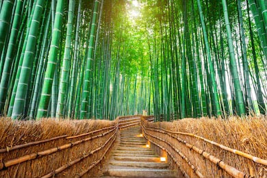 Лестница окруженная бамбуковым лесом в Киото