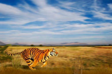 Бенгальский тигр бежит лугам под небом с облаками