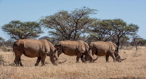 Группа белых носорогов в южноафриканской саванне