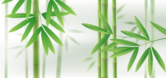 Зеленый бамбук со стеблями и листьями на белом фоне
